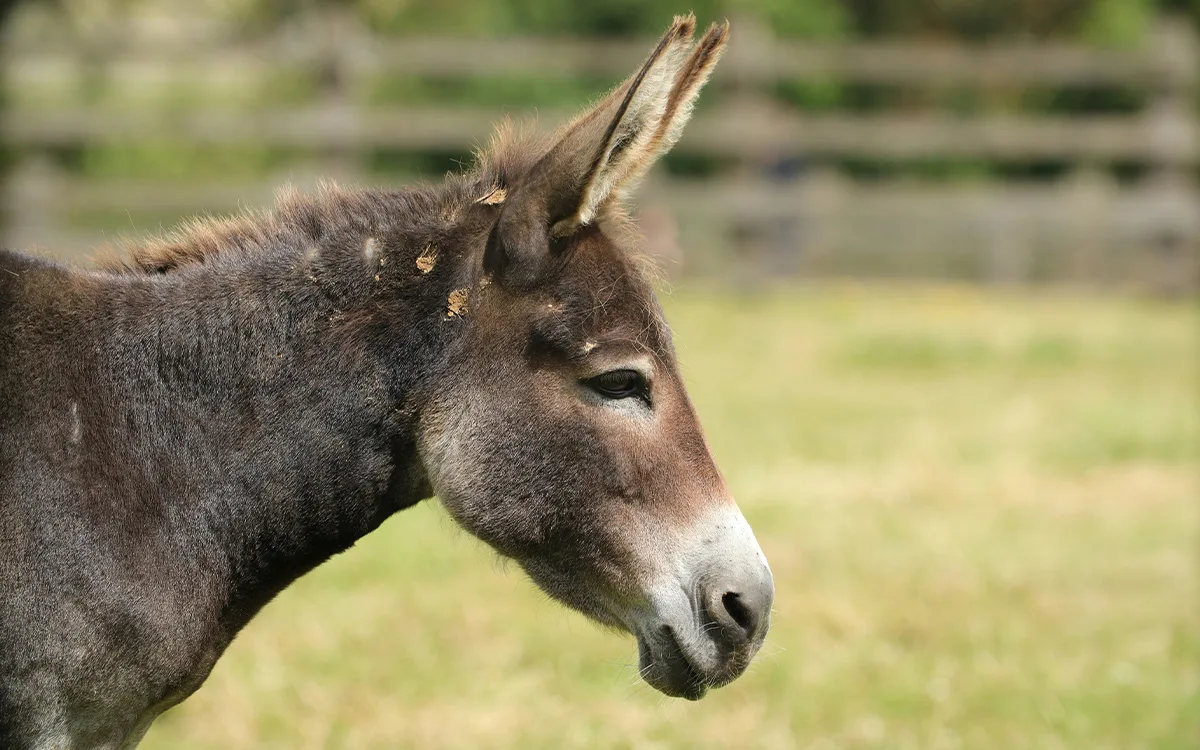 Donkey Sanctuary Sidmouth