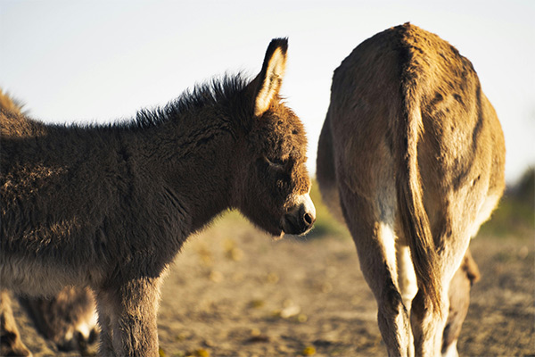 Donkeys easter holidays