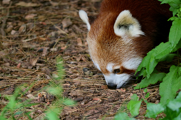 red panda easter holidays