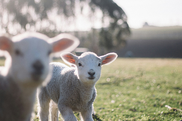 two lambs in a field easter holidays