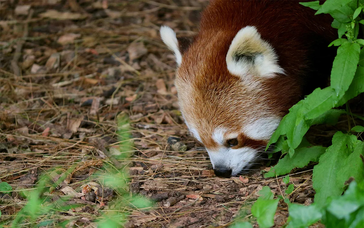 Paignton Zoo red panda