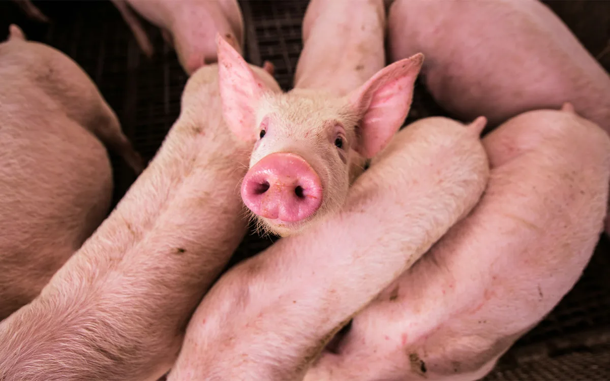 Pennywell Farm piglets
