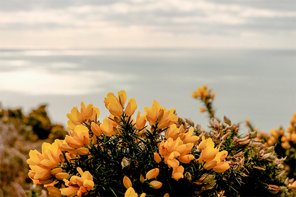 Bright yellow gorse Accessible walks