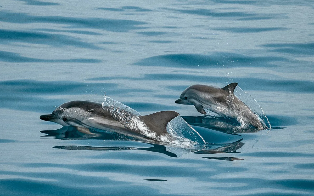Dolphins jumping