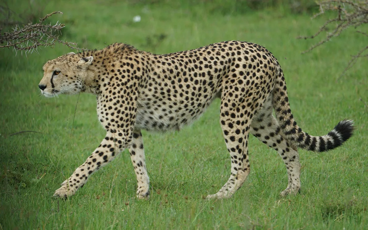 Cheetah