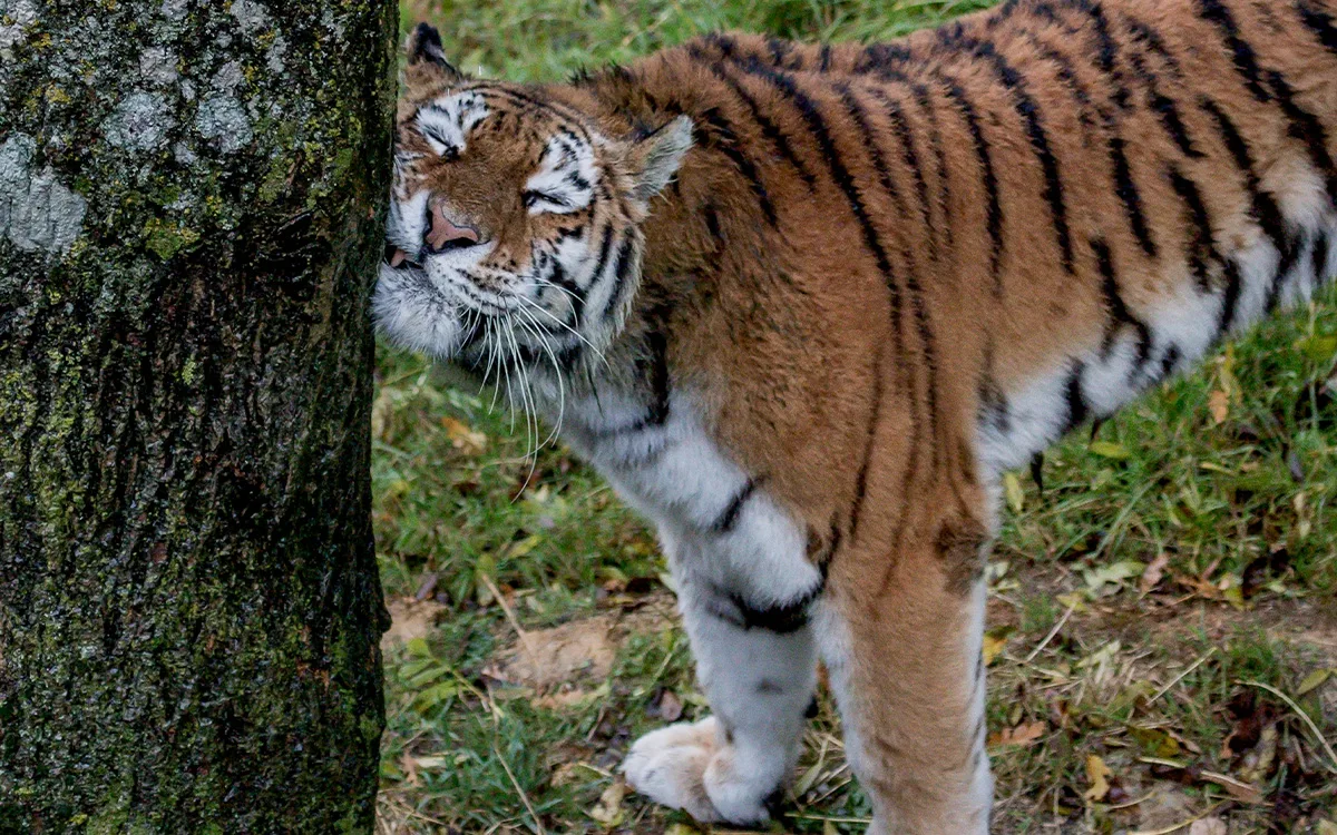 Tiger at Longleat Safari Park