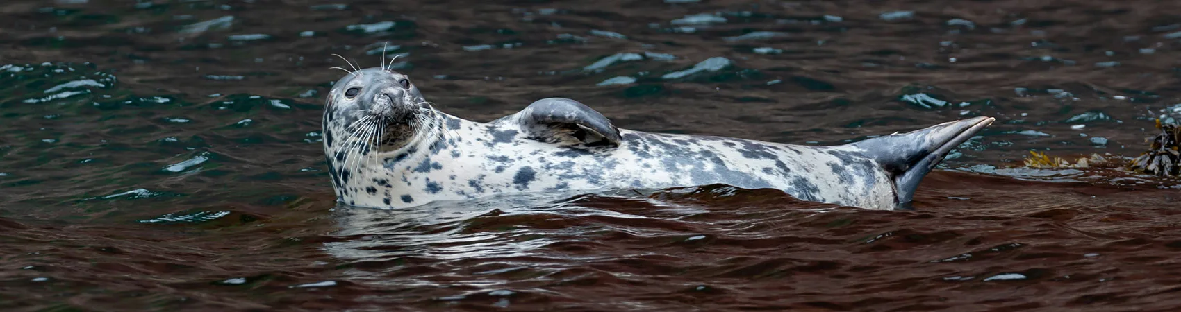 Seal in Devon