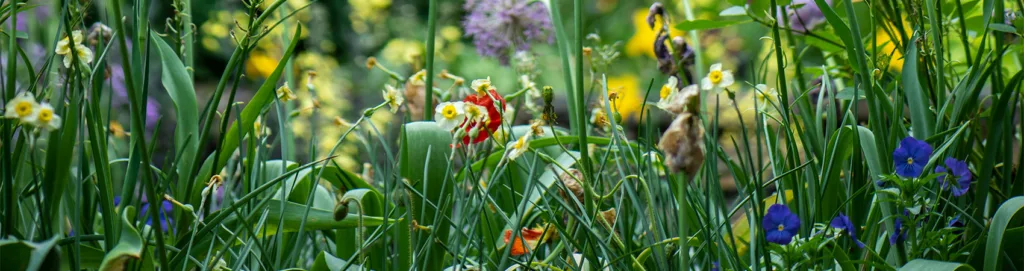 Wildflowers