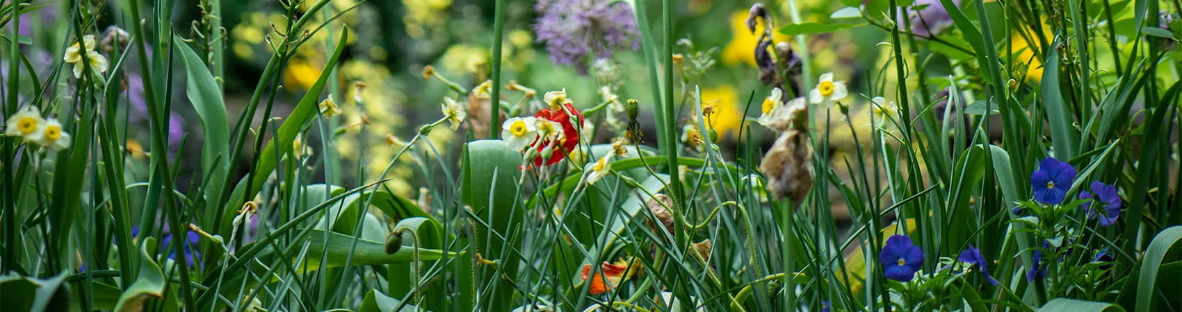 Wildflowers